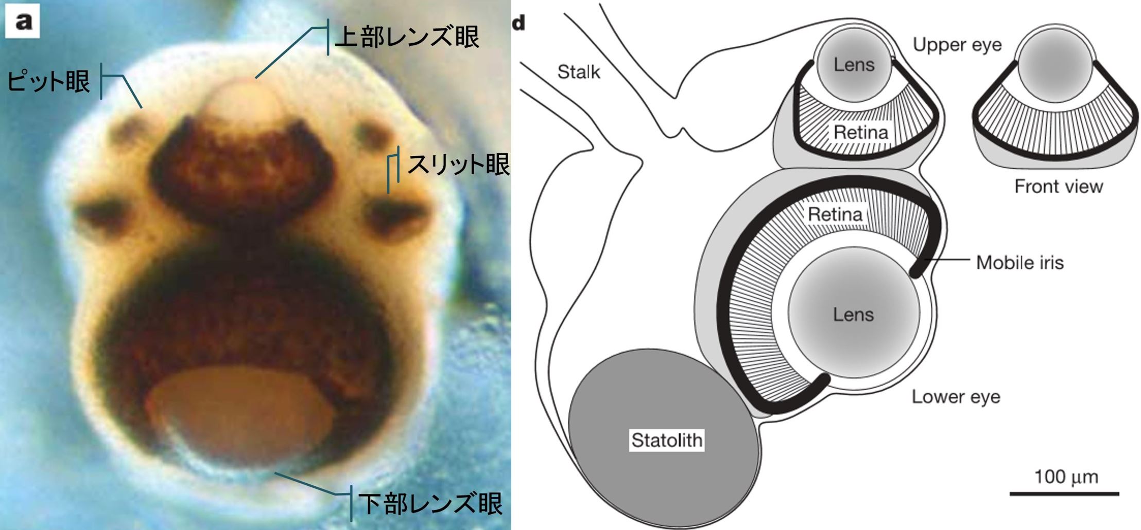 ロパリウム Nilsson et al. (2005)　　